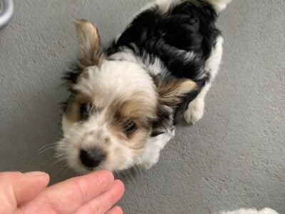 Tri -Colored YORKIE