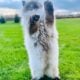 Persian Himalayan