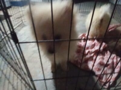 Male Teddy Bear face Pomeranian