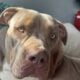 American Bully xl