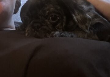 Buttercup the Pug