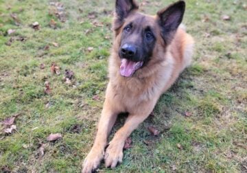 German Shepherd Mix