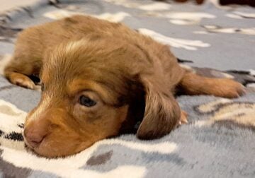 Cinnabunny Unique Mini Weenies