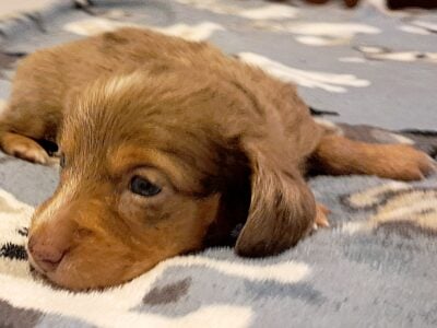 Cinnabunny Unique Mini Weenies