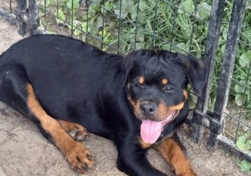 Rottweiler Puppies for sale