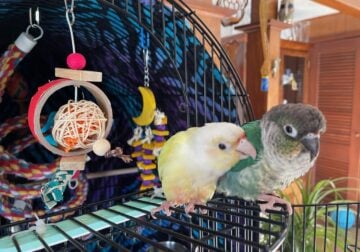 2 Conures