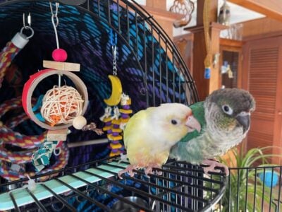 2 Conures