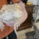 Bearded Dragon