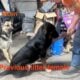 German shepherd puppies