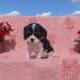 AKC CAVALIER PUPS