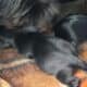 Yorkies
