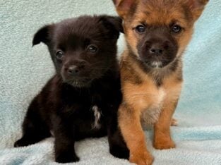 Chorkie puppies