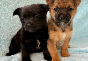 Chorkie puppies