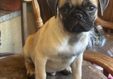 PUG PUPS 6 for Sale 12 weeks Fawn and Black