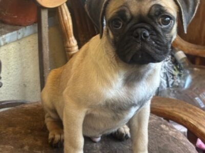 PUG PUPS 6 for Sale 12 weeks Fawn and Black