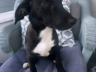 Pup for adoption