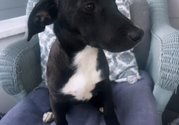 Pup for adoption