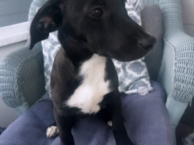 Pup for adoption