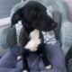 Pup for adoption