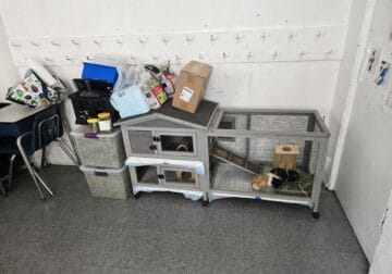 Pair of female Guinea Pigs need a new home!