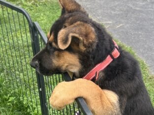 Hi I’m Nokie a 10.5 week Shepherd pup from Butler