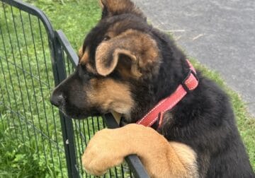 Hi I’m Nokie a 10.5 week Shepherd pup from Butler