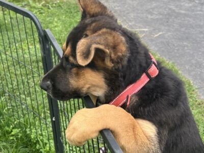 Hi I’m Nokie a 10.5 week Shepherd pup from Butler