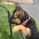 Hi I’m Nokie a 10.5 week Shepherd pup from Butler