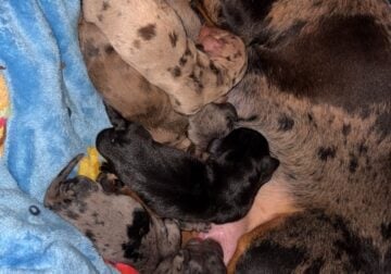 Mini dachshund puppies