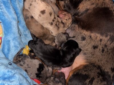 Mini dachshund puppies