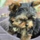 Yorkie Puppies