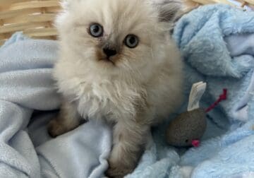 Ragdoll kittens
