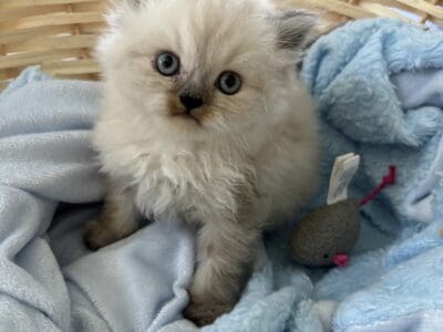 Ragdoll kittens