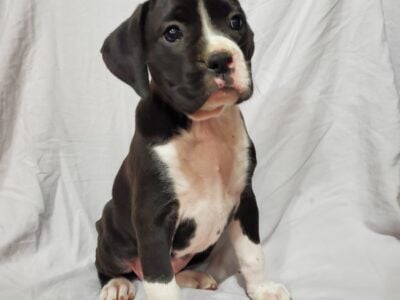 Purebred Boxer puppy Miss. Ruth