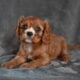 AKC Cavalier King Charles Wooster OH Bella