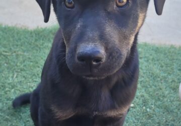 Lab Black