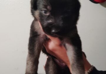 Puppies