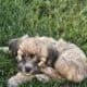 Shih Tzu Poodle Mix Male Puppy