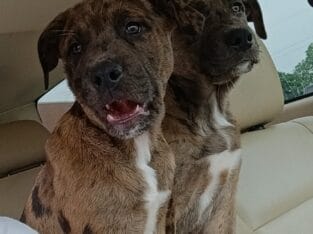 Pit/Catahoula Mix