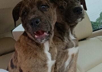 Pit/Catahoula Mix