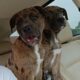 Pit/Catahoula Mix