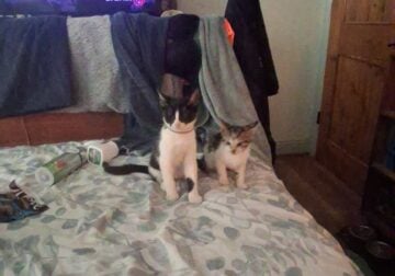 NEED LOVE AND HOME./ FREE TO GOOD HOME