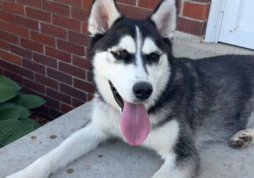 8mo husky named Nora