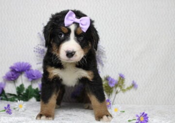 AKC Bernese Mountain Dog Kashi