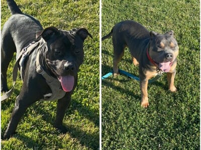 Tri bully pitbull puppies