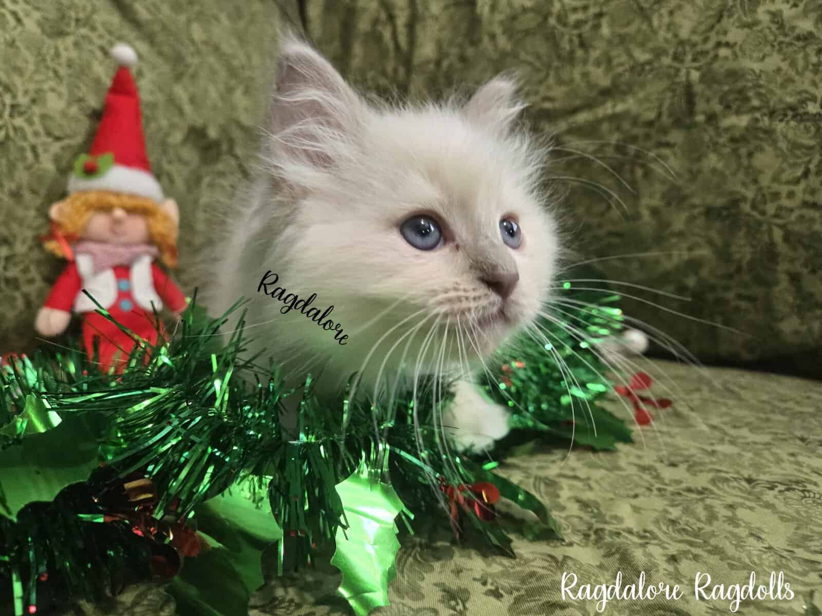 Adorable TICA Ragdoll Princess image 2