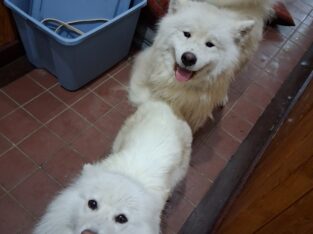 Two bonded intact samoyeds, together