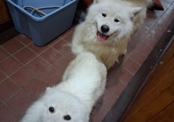 Two bonded intact samoyeds, together