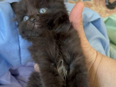 Deep chocolate Maine coon