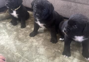 Lab/St. Bernard